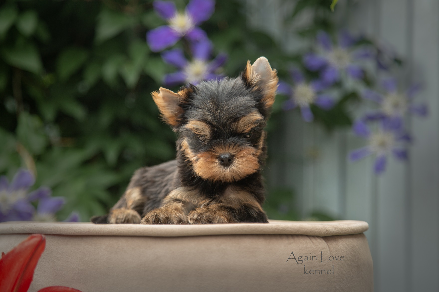 Again Love AGAIN LOVE GLOBAL STAR &mdash; Labaza DogPedigree YorkshireTerrier